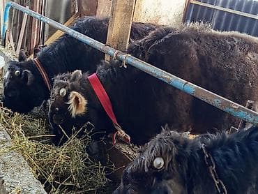 А/ч жаныбарларын сатып алам: Сатам | Бука (эркек) | Бордоп семиртүү үчүн | Байланган — 8