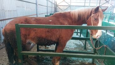 Продаю | Конь (самец)