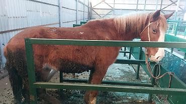 бишкек кошка: Сатам | Жылкы (эркек) — 1