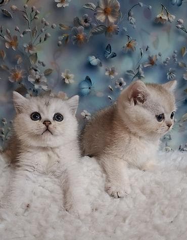 Животные: Скотиш Страйт (Шотландская прямоухая), 2 месяца, Девочка, Серебристая шиншилла, Приучена к лотку, Проглистована — 9