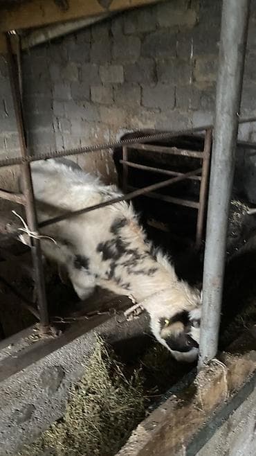 грызуны домашние: Продаю | Тёлка | Полукровка | На откорм | Привязанные — 5