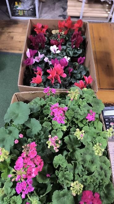 цветы саженцы: Цветочная рассада из теплицы Предлагаются готовые к высадке — 5