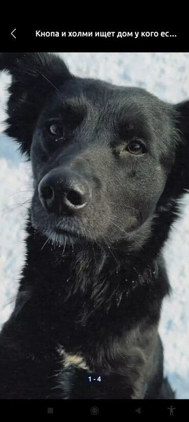 продажа щенков немецкой овчарки с документами в бишкеке: Собака даром: 2 года, Самка, С прививкой — 7