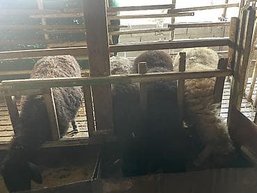 нужны: Продаю | Овца (самка) | Для разведения | Племенные — 3