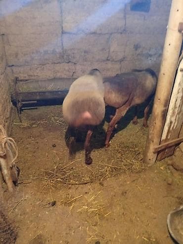 африканские сом: Продаю | Овца (самка) | Для разведения | Матка — 2