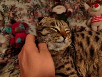 купить немецкую овчарку в бишкеке: Отдаю кошечку — 3