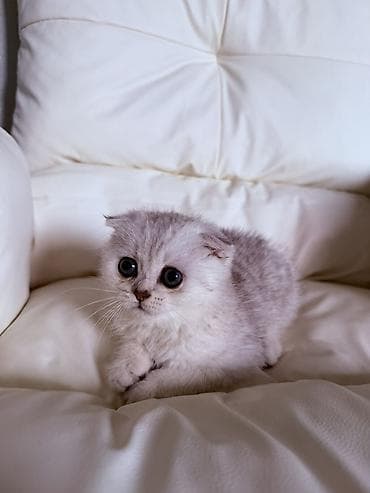 Мышыктар: Чистокровные шотландские вислоухие котята 🐾(Scottish Fold) — 5