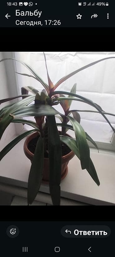 декабристы: Комнатные растения в горшках. 1) Бромелия (похожая на — 1