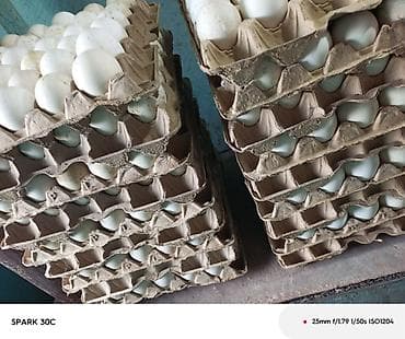 продаю кролики: Продаю Клетка для кроликов, на 2 отсека, с сенником по середине с — 8