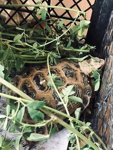 бамбуковая мышь: Среднеазиатская наземная черепаха (Testudo horsfieldii). Описание: - — 1