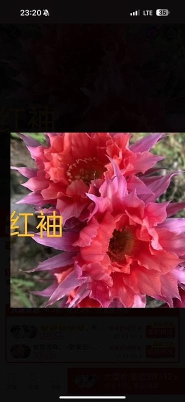 сколько стоят кактусы: Коллекция цветущих кактусов в горшках - Маммиллярии с венком — 9