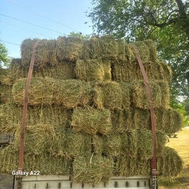 Собаки: Продаю клевер сено тууки плотные хорошые метровый — 2