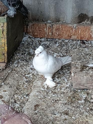 Голуби голубей птицы на игру. разные