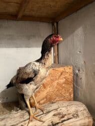 голуби жвотный: Сатам | Короздор, Тооктор — 8