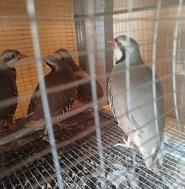 Продам кекликов (каменные куропатки) в вольерном содержании. - lalafo.kg да Продам кекликов (каменные куропатки) в вольерном содержании. -