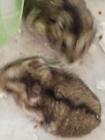 Крысы: Джунгарские хомячки с базовым набором для содержания. В комплекте: - — 3