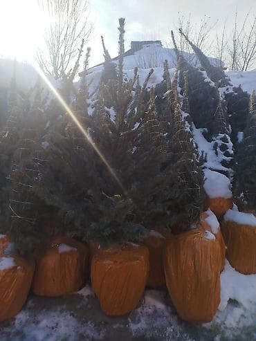 полки для магазина в бишкеке: Саженцы деревьев: Ели — 10