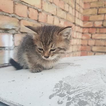 scottish fold: Отдам в добрые руки! 🐈 — 5