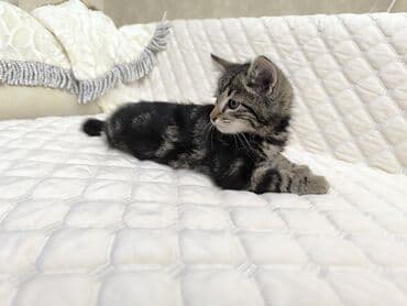 породистые кошки в добрые руки: Котята отдам в добрые руки Описание: - Возраст 2 месяца - К лотку — 4