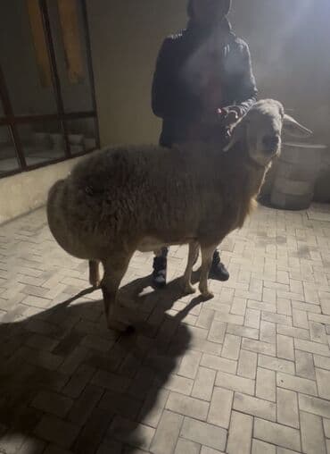 RAF: Продаю | Овца (самка) | Для разведения — 1