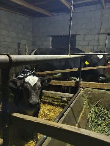 сколько стоит один верблюд: Продаю | Бык (самец) | Голштин | Для разведения — 3