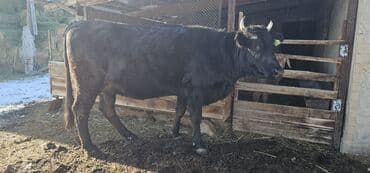 токмок животные: Продаю | Корова (самка), Бык (самец), Тёлка | Полукровка, Алатауская | Для разведения, Для молока | Стельные — 1