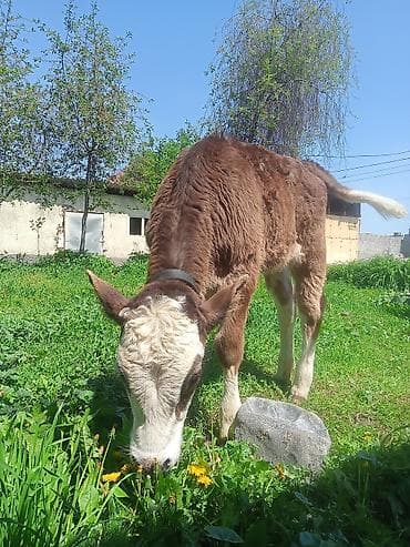 кошка домашняя: Продаю | Бык (самец) | Полукровка | На откорм | Привязанные — 1