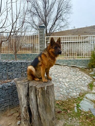 ит породасы: Немецкая овчарка, кобель 11 месяцев. Породный кобель с классическим — 3