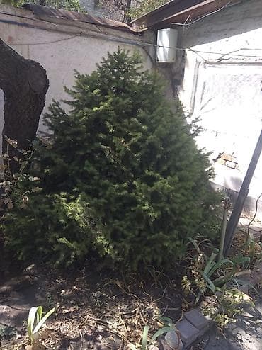 семена елки: Ель канадская (Picea glauca ‘Conica’), компактная, густая крона — 1