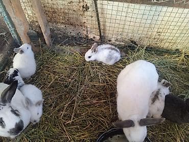Продаю | Крольчата | Для разведения