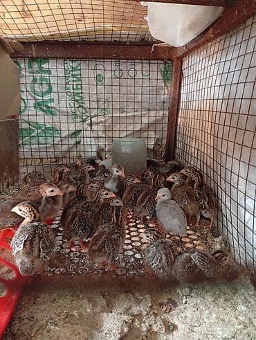 цесарки купить: Продаю домашних цесарят двух недельных — 2