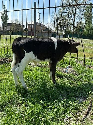 ангус купить: Продаю | Бык (самец), Музоо, торпок | На откорм — 7