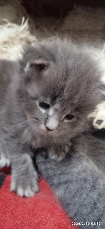 американские були: Мейн-Куны🥰. Предлагаются Шикарные котики от элитных, титулованных — 1