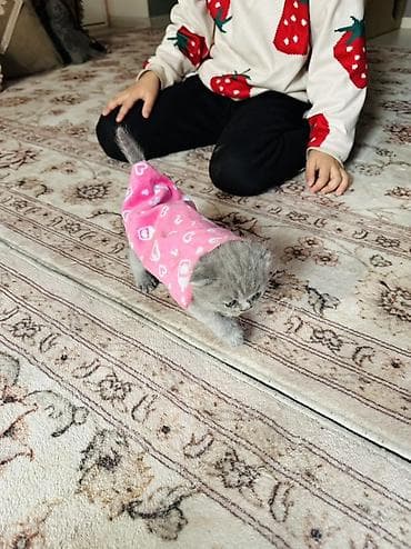 Башка жаныбарлар: Плюшевые котята серого (голубого) окраса с короткими ушками и круглой — 3