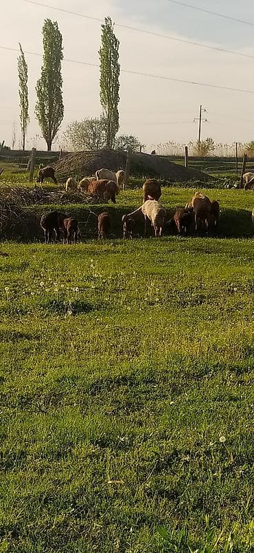 продаю баранов: Продаю | Овца (самка) | Для разведения — 2