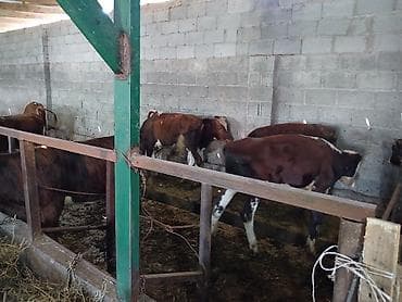 ишу карова: Продаю | Бык (самец) | На откорм — 6