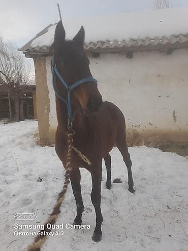 А/ч жаныбарларын сатам: Сатам | Байтал | Жумушка — 2