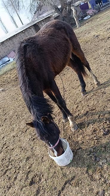 Лошади, кони: Продаю | Жеребенок | Полукровка — 6