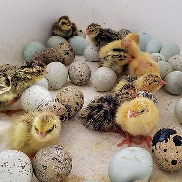 яйцо инкубационное бройлер: Перепела – инкубационные яйца и молодняк. Описание: - Породы/окрасы — 1