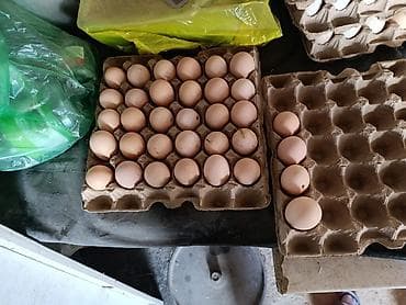 Продаю | Инкубационные яйца | Для разведения