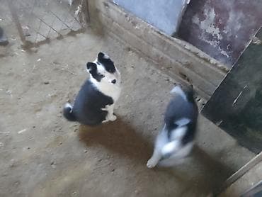 белый маленькие собаки цена: Представляем двух очаровательных щенков с черно-белым окрасом — 6