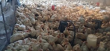 живой форел: Бройлеры оптом живым весом количестве 3000 штук — 2