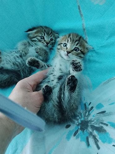 бенгальская кошка окрасы: Шотландские вислоухие котята (Scottish Fold) - Окрас: классический — 5