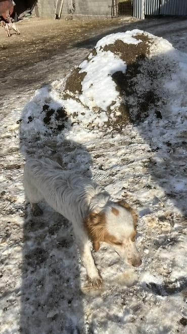 Спаниель, 9 месяцев, Самец, С прививкой