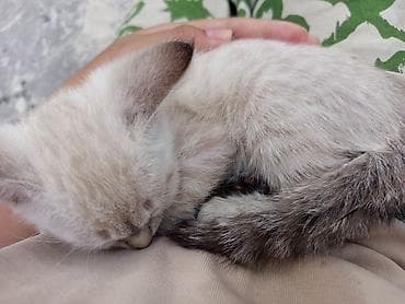 отдам даром котенка бишкек: Кошка даром: Беспородная, 2 месяца, Мальчик, Приучена к лотку — 1