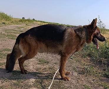 Немецкая овчарка, 3 года, Самец, С прививкой