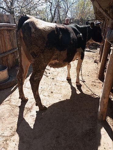 рыбы купить: Продаю | Корова (самка) | Голштин | Для молока | Привязанные — 4