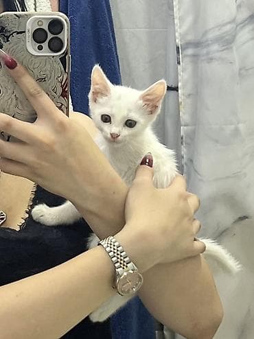 кошка цена: 3 месяца, Девочка, Белый, Приучена к лотку — 2