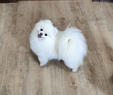 шпицы цена: Шпиц, 3 месяца, Самец, С родословной — 9