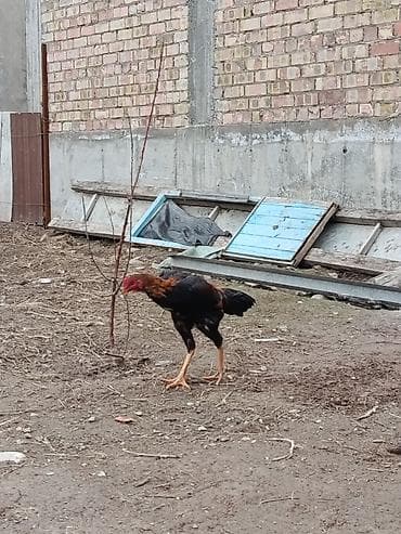 далматинец цена бишкек: Продаю | Петух | Дакан | Для боев — 3